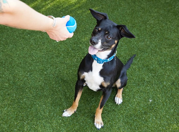 petco doggy day camp