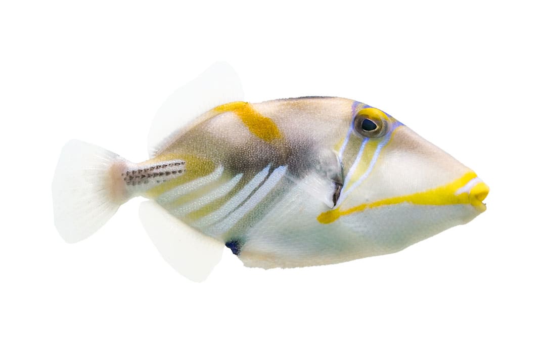 Triggerfish