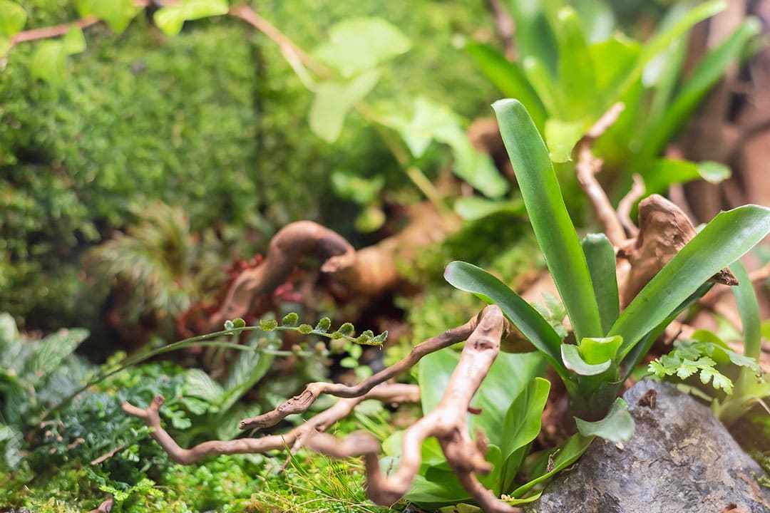 Tropical Plant Terrarium, Plants