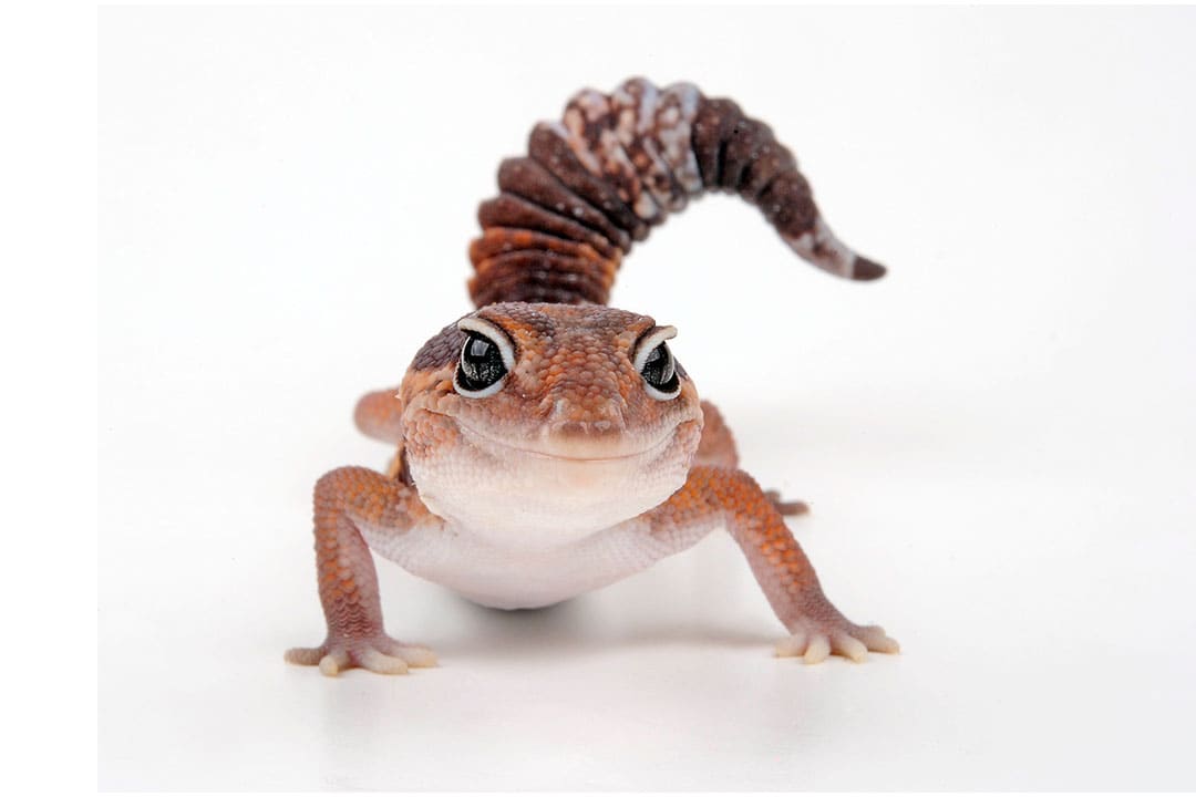 Tokay Gecko (Gekko gecko)
