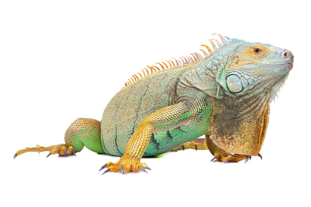 Tropical Iguana
