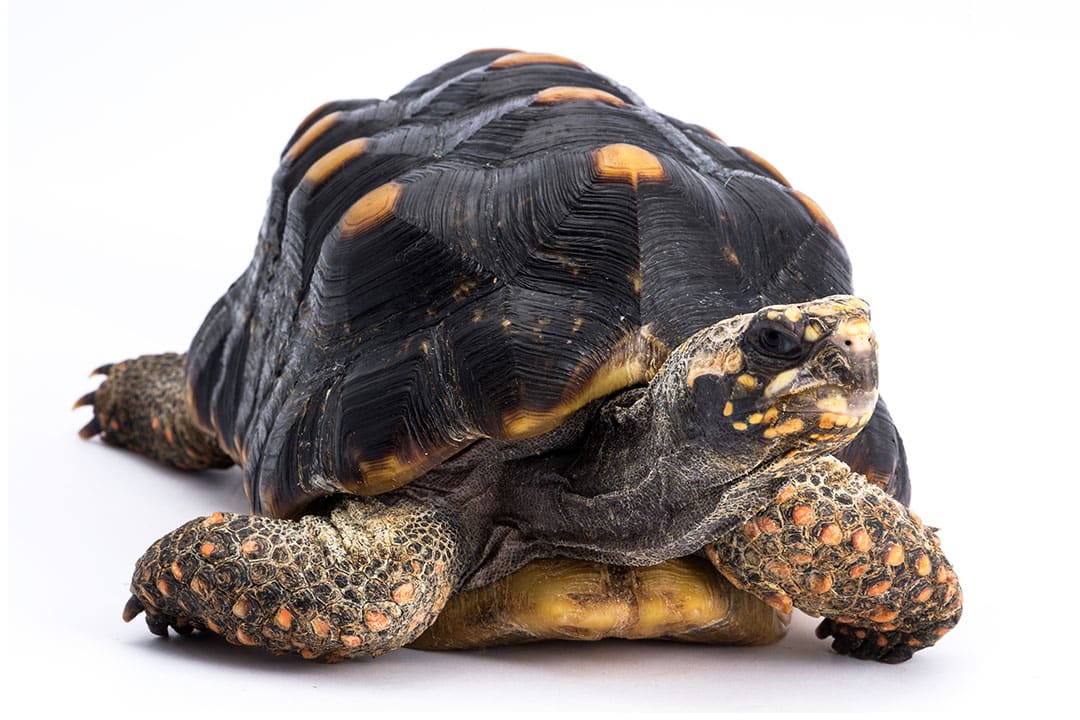 Do tortoises have a skin-covered body under their shell, or does