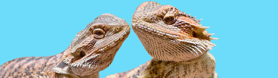 Bearded Dragons  Tiny Tails to You