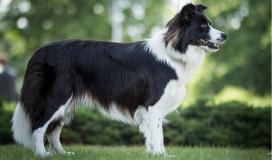 Black coat example