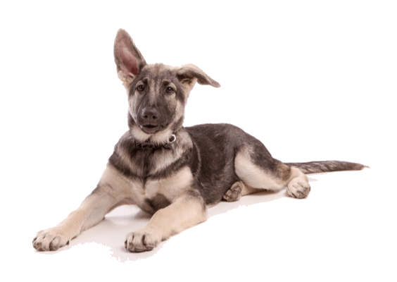 Black and Tan coat example