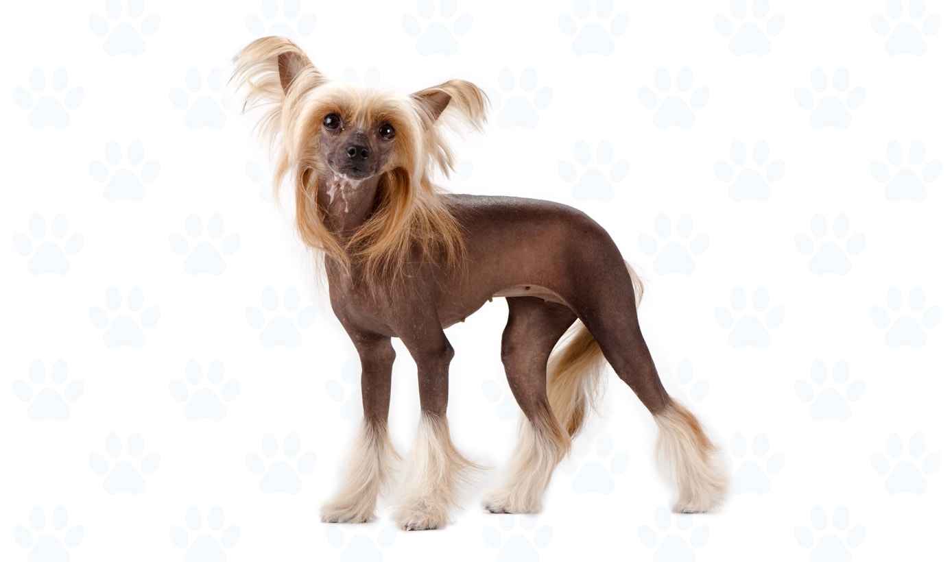 Chocolate coat example