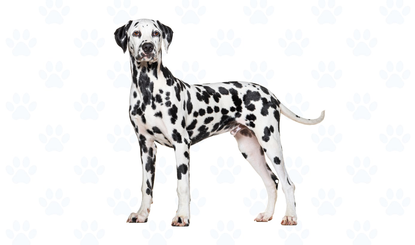 Black and White coat example