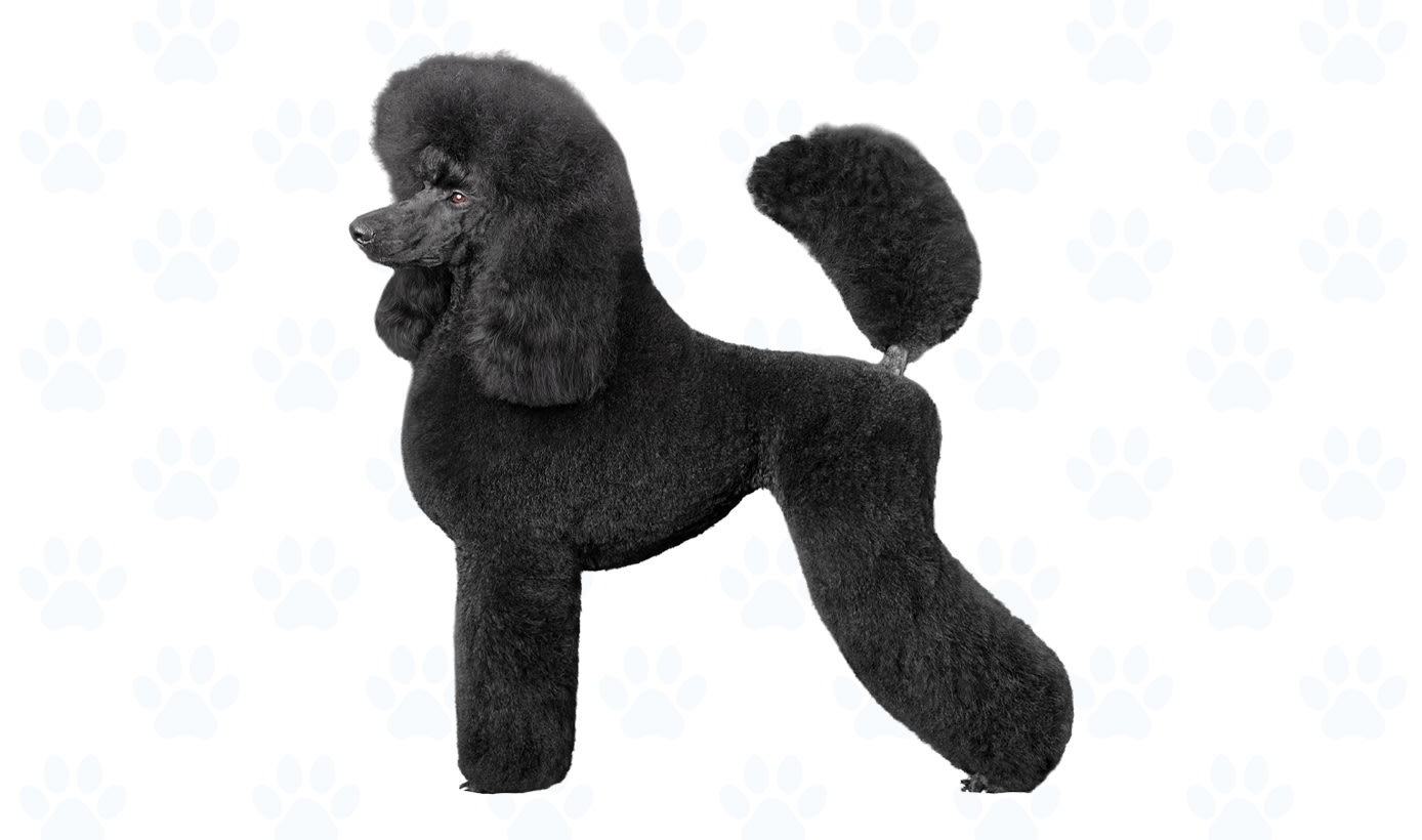 Variety of colors coat example