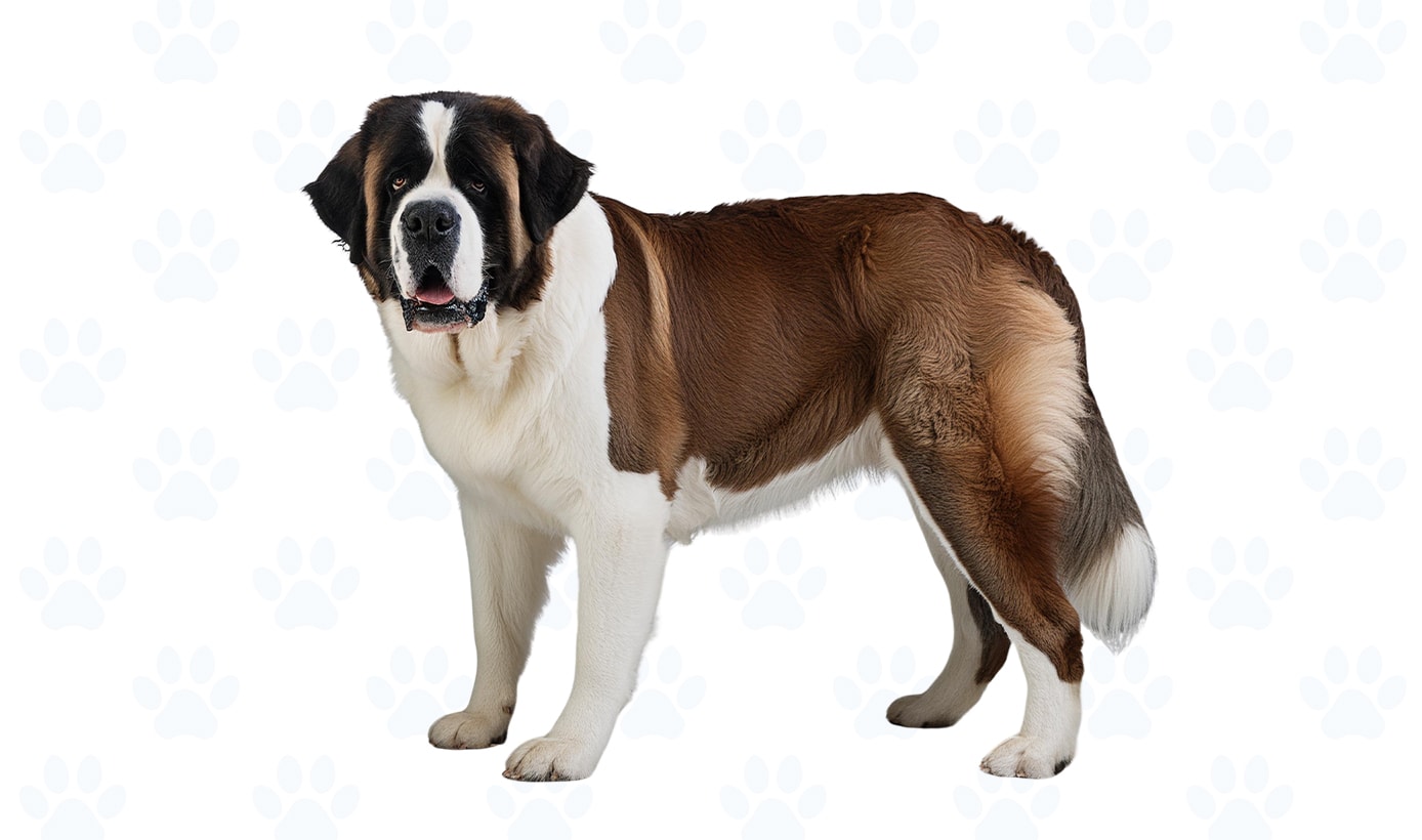 Brown & White coat example