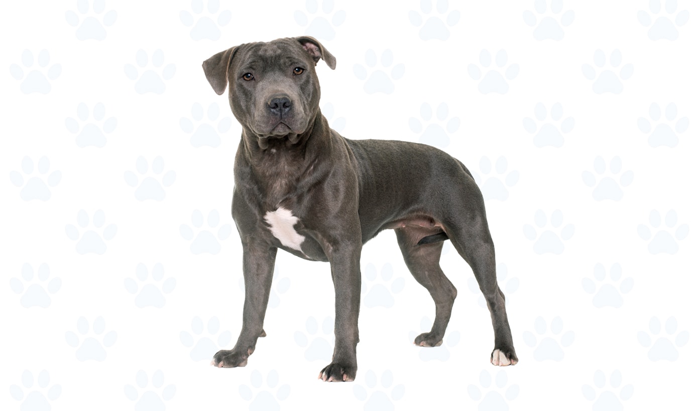 Variety of colors coat example