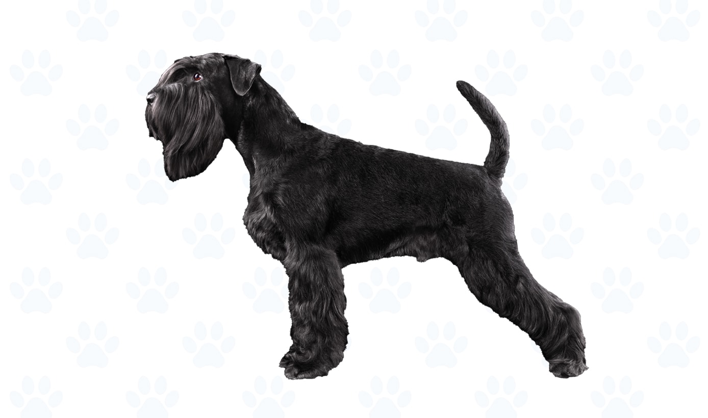 Black coat example