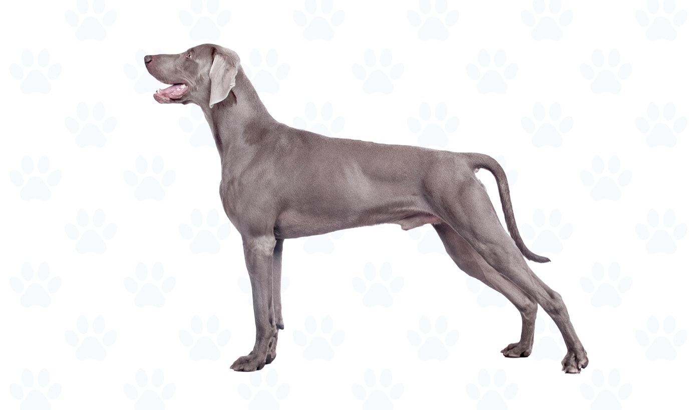 Gray coat example