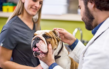 petco dog vaccine prices