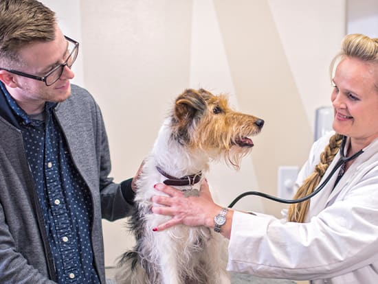 cheap vet services near me