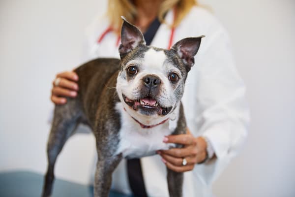 vet diagnosing bumps on dog