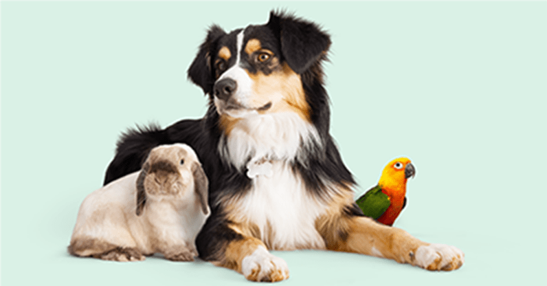 thundershirt for cats petco