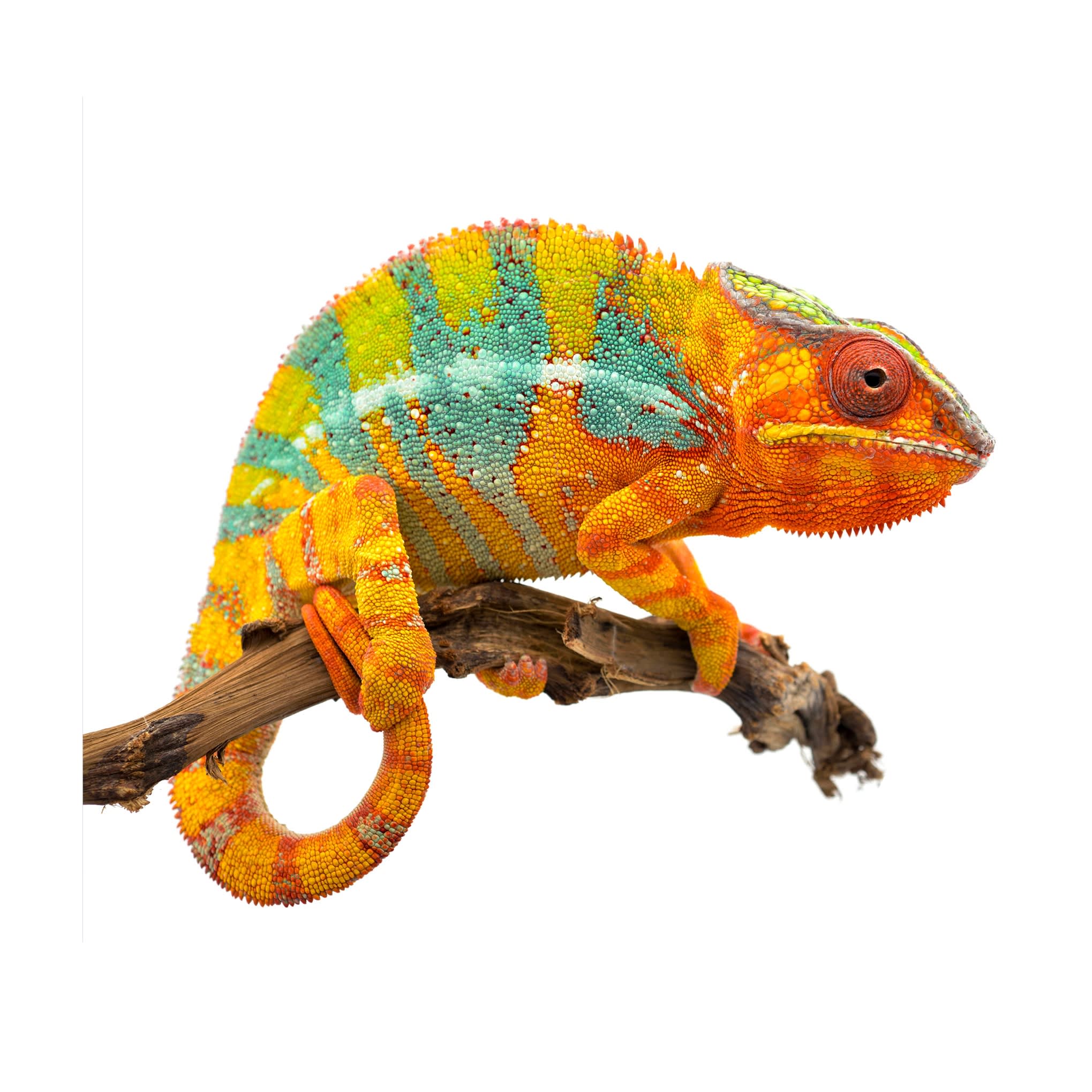 Cool Climate Chameleon Care Sheet: Food, Habitat & Health