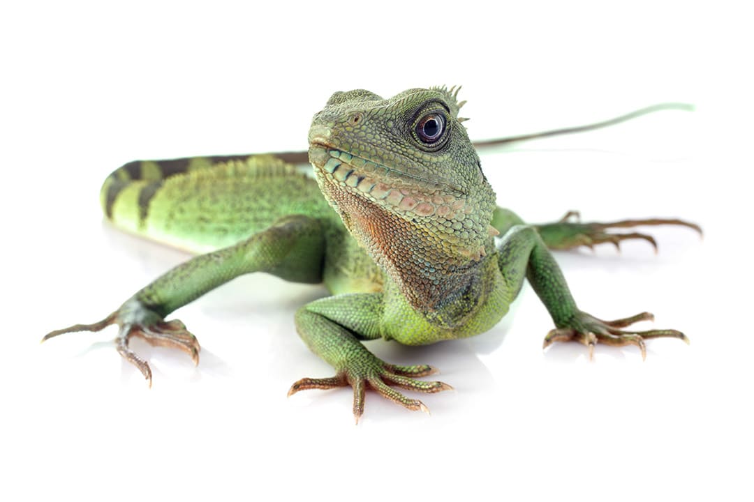 Water Dragon Care Sheet: Food, Tank Size, Compatibility | Petco