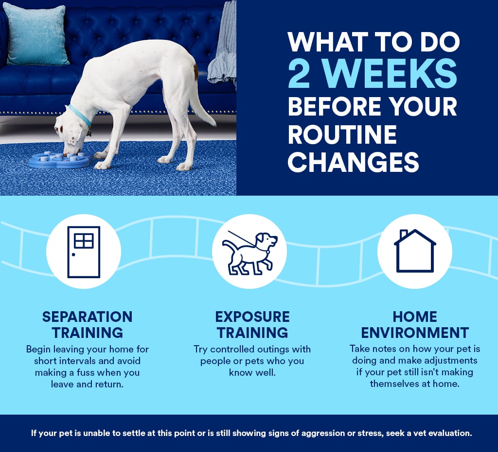 Preparing Your Pet for a New Routine