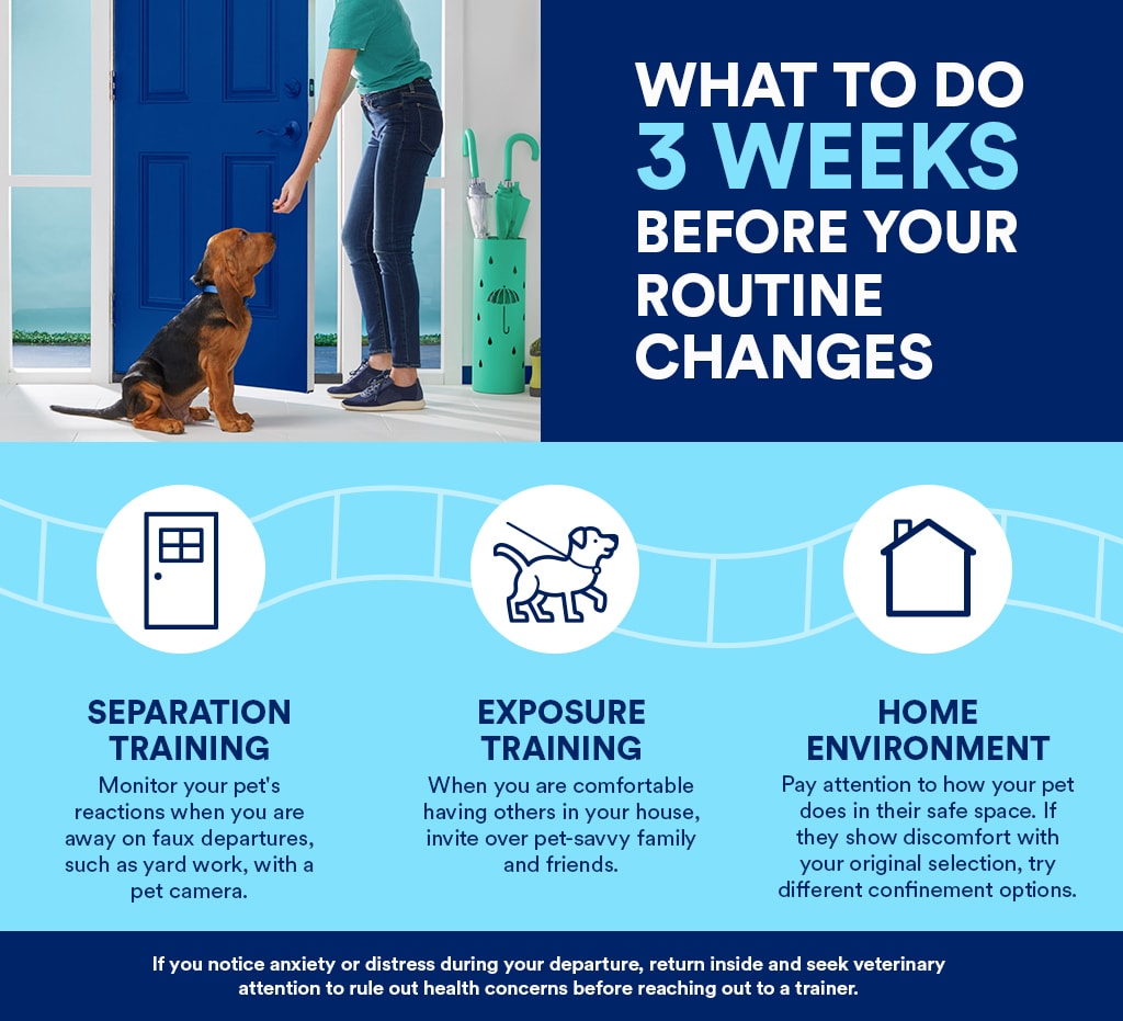 Preparing Your Pet for a New Routine
