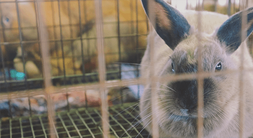 rabbits for sale petco