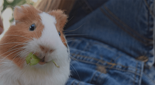 how much do guinea pigs cost in petco