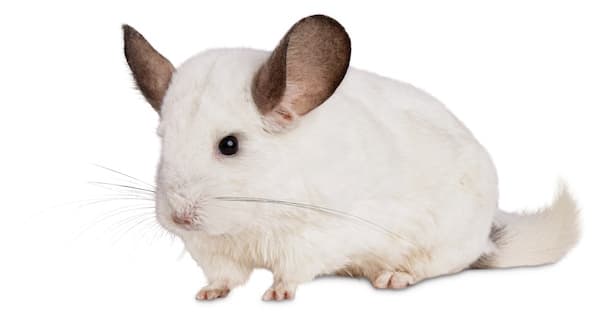 petco chinchilla