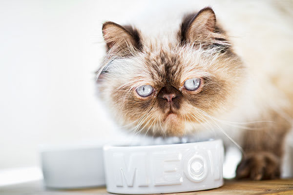 What To Feed Cats For A Healthy Pet Petco