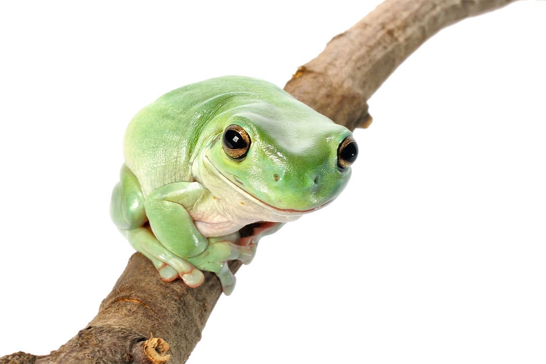 Whites Tree Frog Care Sheet: Food, Habitat & Health