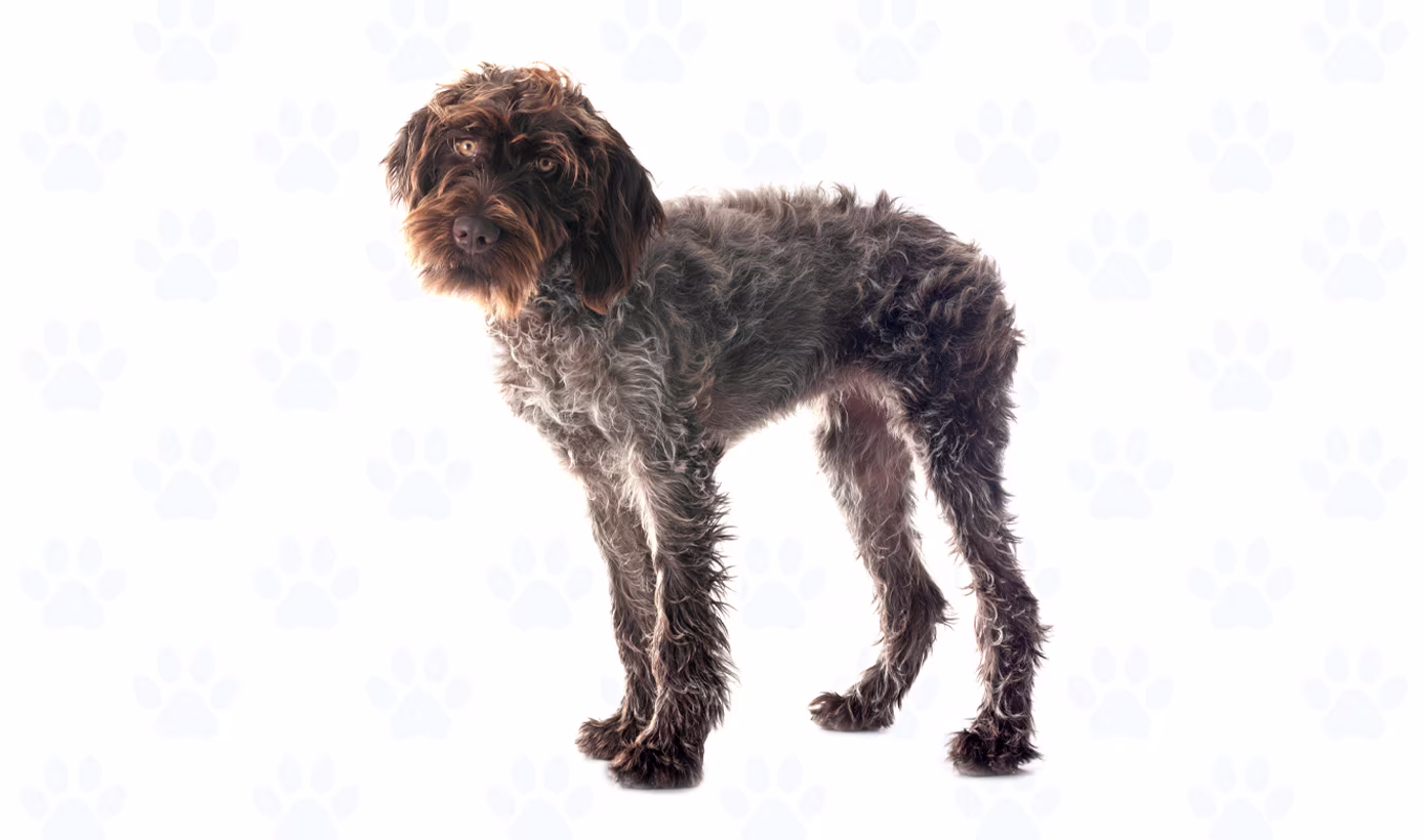 Brown & Gray coat example
