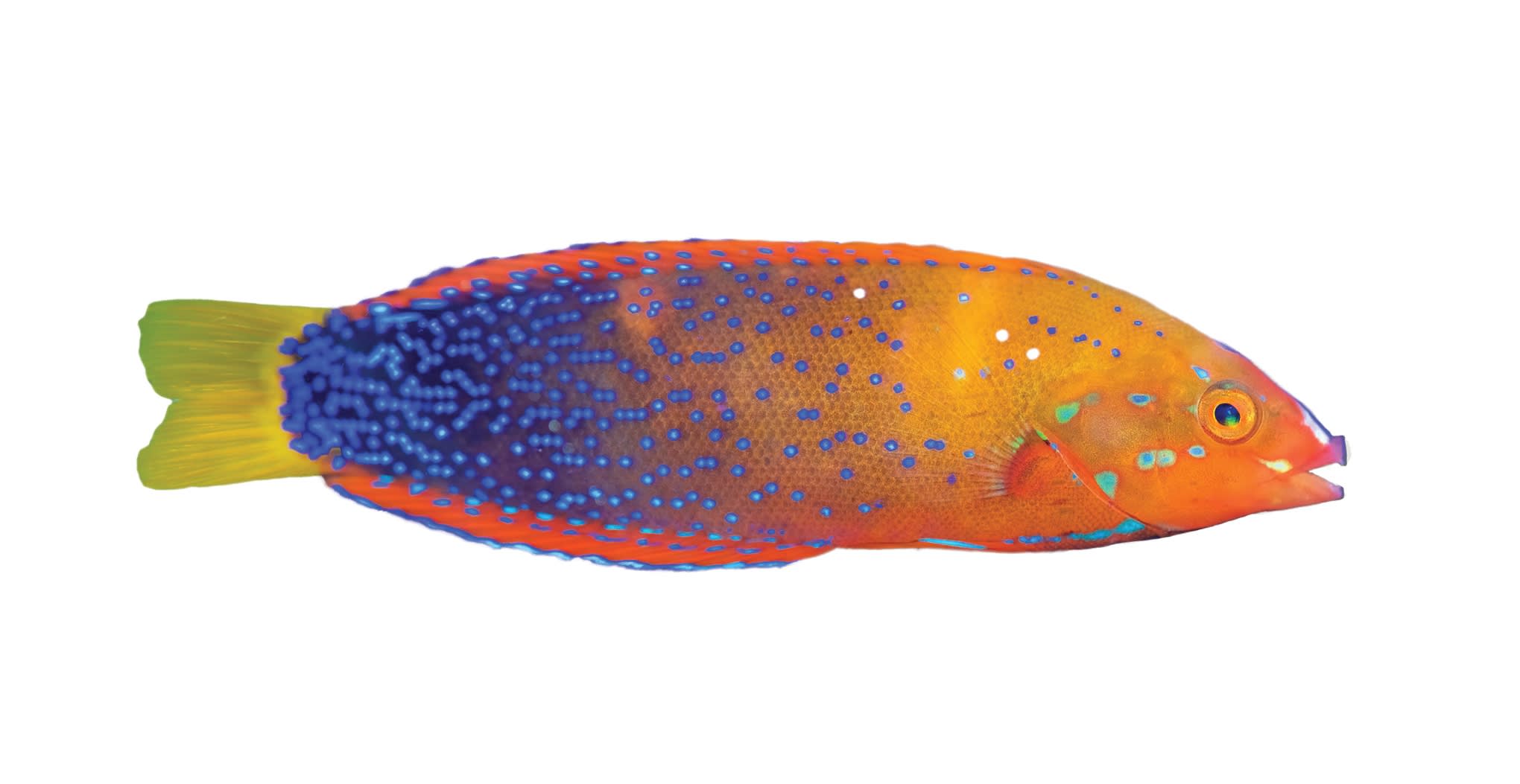 Wrasse Care Sheet: Food, Tank Size, Compatibility