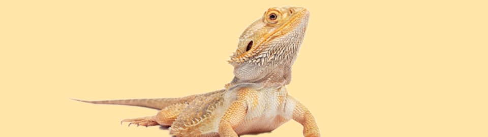 Yellow Fungus in Bearded Dragons