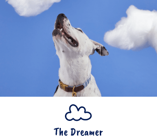 Dog looking up at sky