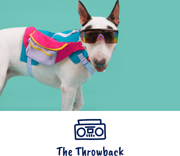 Dog wearing retro sunglasses and outfit