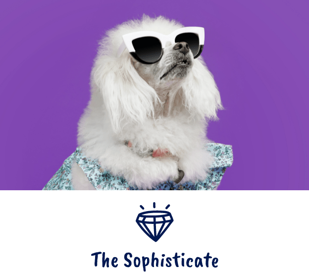 Dog wearing high fashion sunglasses