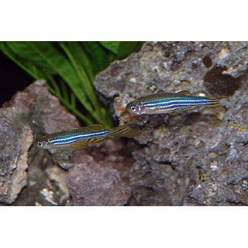 zebra danios