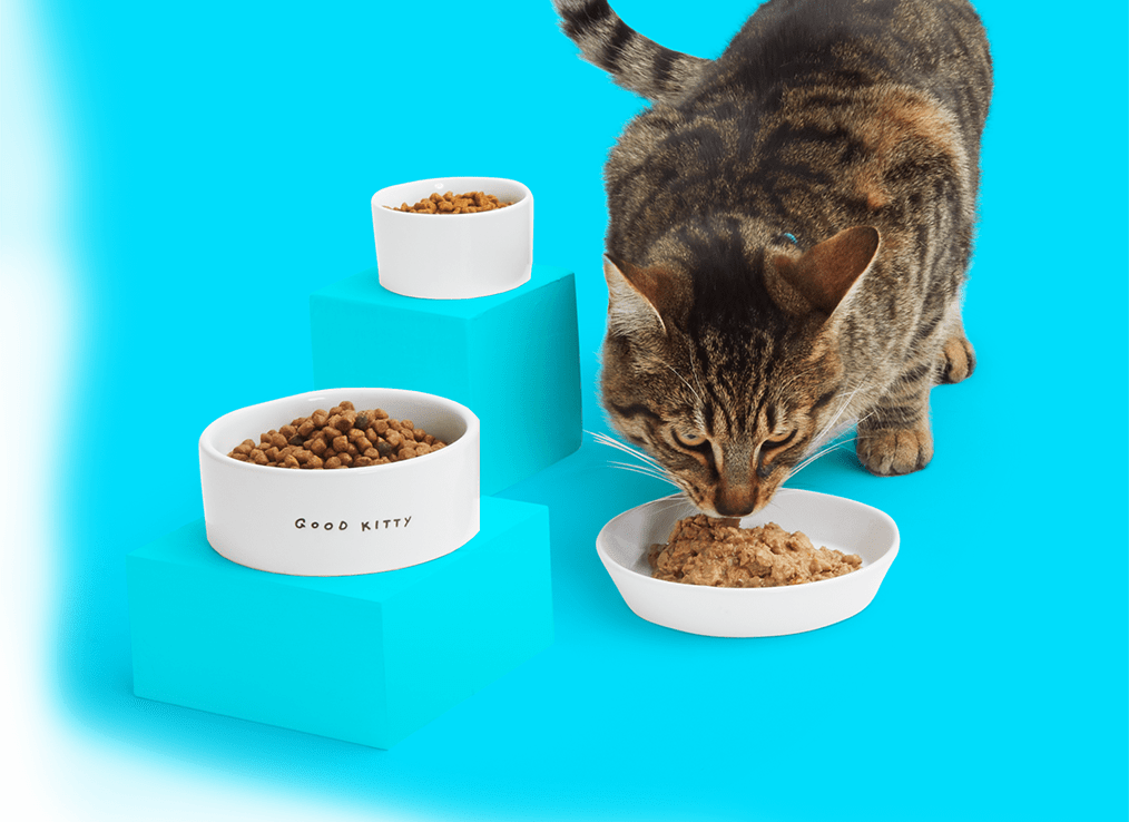 Best Cat Food Brands 6 Top Selling Cat Foods in 2022 Petco