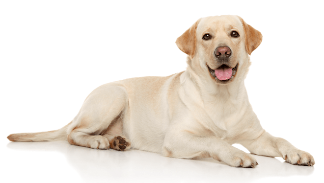 Dog Breeds What You Need To Know About Your Breed Petco