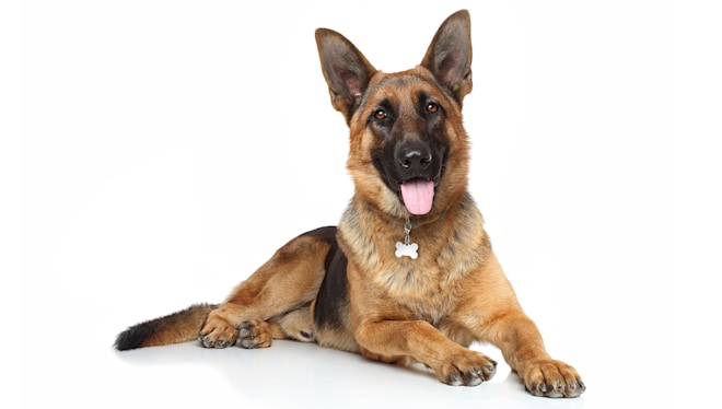 Dog Breeds What You Need To Know About Your Breed Petco