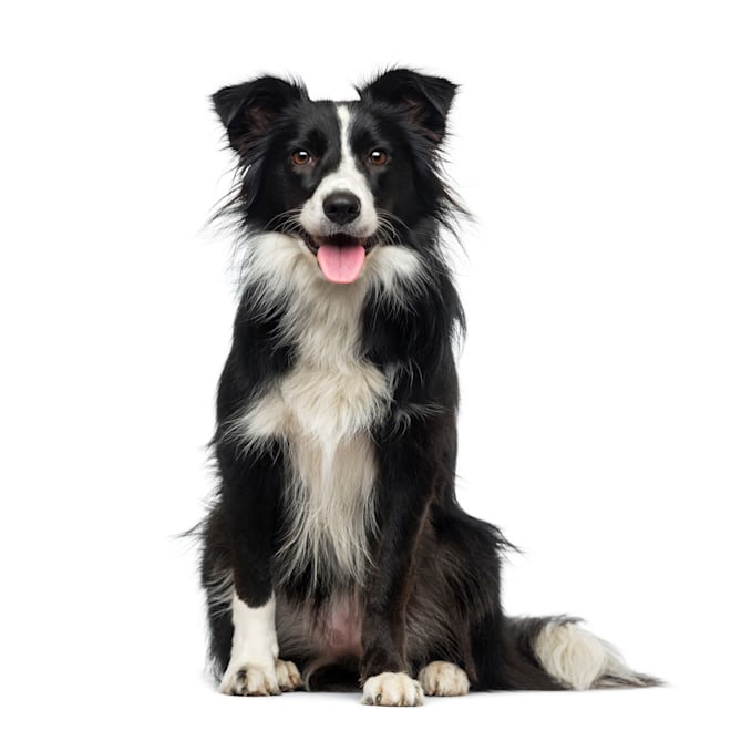 Petco dogs for sale sales