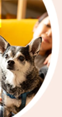 Trifexis for shop dogs cost