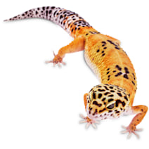 Petco lizards clearance