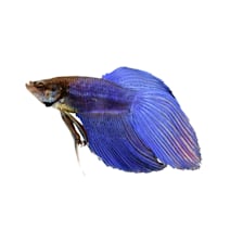 Petco best sale fish accessories