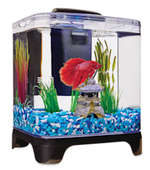 Prestatie lijden Acrobatiek Aquariums, Tanks & Bowls: Small-Large Tanks | Petco