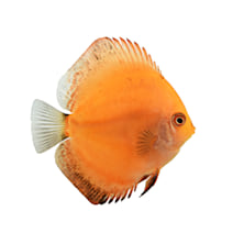 Mosquito fish best sale for sale petco