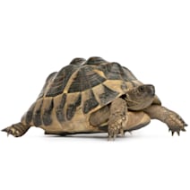 Russian tortoise store price at petco