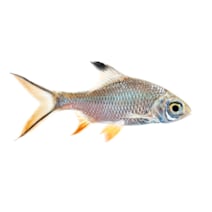 Types of 2025 fish at petco