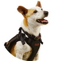 Crash-Tested Harnesses & Seatbelt Tethers