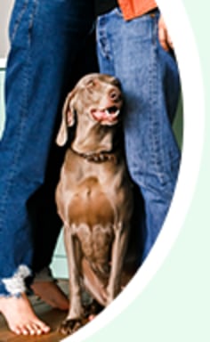 Credelio Flea and Tick for Dogs Chewable Tablets Petco