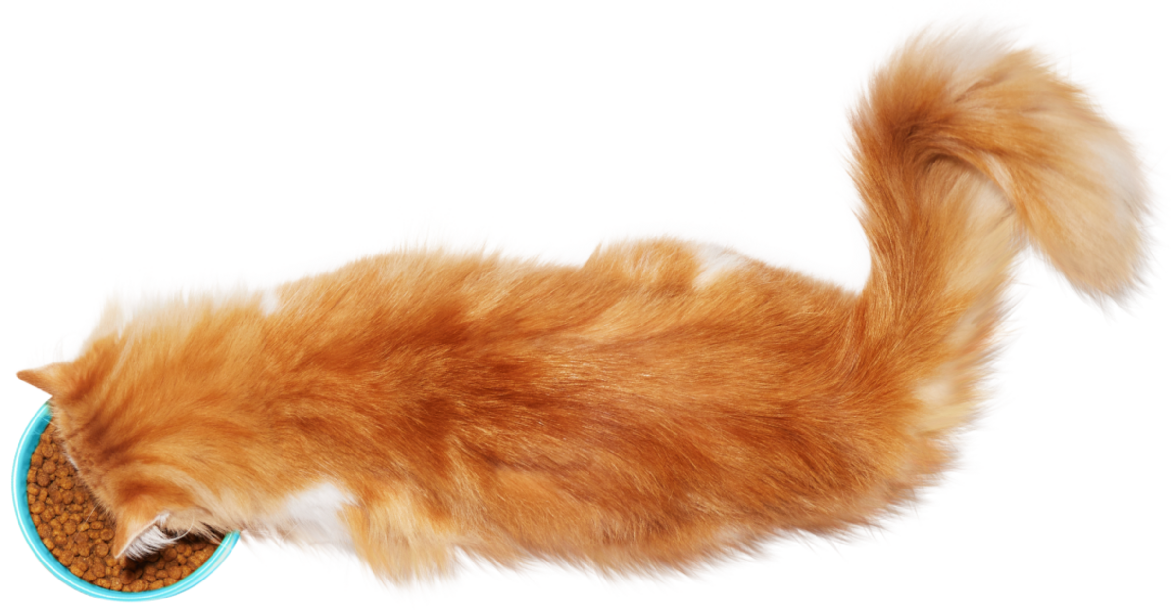 Petco cats for sale 2025